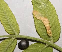 Attēlu rezultāti vaicājumam “Ichneumonidae cocoon”