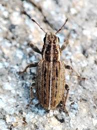 Attēlu rezultāti vaicājumam “Sitona sp.”