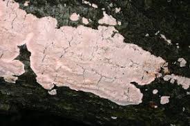 Attēlu rezultāti vaicājumam “Corticium roseum”