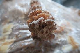 Attēlu rezultāti vaicājumam “Schizophyllum commune”