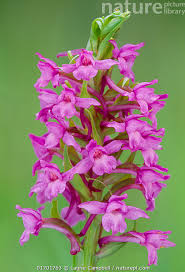 Attēlu rezultāti vaicājumam “Gymnadenia conopsea flower”