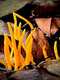 Attēlu rezultāti vaicājumam “Neocudoniella albiceps”