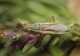 Attēlu rezultāti vaicājumam “Myrmus miriformis”