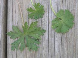 Attēlu rezultāti vaicājumam “Geranium pusillum leaf”