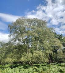 Attēlu rezultāti vaicājumam “Betula pendula”