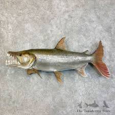 Image result for Goliath Tigerfish