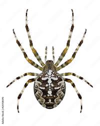 Attēlu rezultāti vaicājumam “Araneus diadematus”