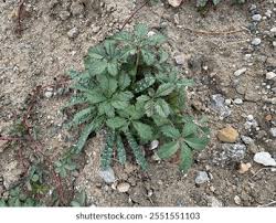 Attēlu rezultāti vaicājumam “Potentilla erecta leaf”
