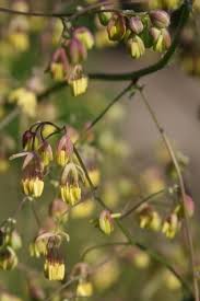 Attēlu rezultāti vaicājumam “Thalictrum flavum flower”