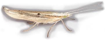 Attēlu rezultāti vaicājumam “Ypsolophidae”