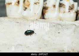 Attēlu rezultāti vaicājumam “Necrobia violacea”