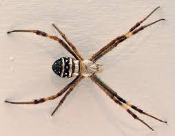 Image result for st andrews cross spider