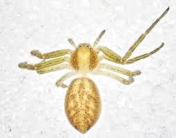 Attēlu rezultāti vaicājumam “Philodromidae”