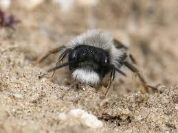 Attēlu rezultāti vaicājumam “Andrena vaga”