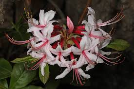 Attēlu rezultāti vaicājumam “Rhododendron periclymenoides flower”