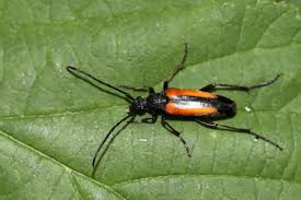 Attēlu rezultāti vaicājumam “Stenurella melanura”