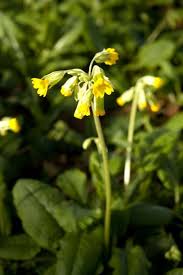 Image result for Primula veris