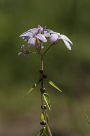 Attēlu rezultāti vaicājumam “Cardamine bulbifera leaf”