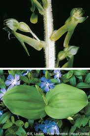 Attēlu rezultāti vaicājumam “Listera ovata flower”