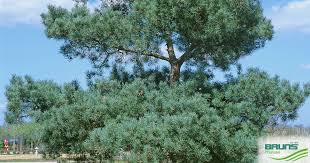 Attēlu rezultāti vaicājumam “Pinus sylvestris var. turfosa”