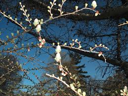 Attēlu rezultāti vaicājumam “Larix kaempferi female flower”