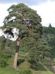 Attēlu rezultāti vaicājumam “Pinus sylvestris var. turfosa”