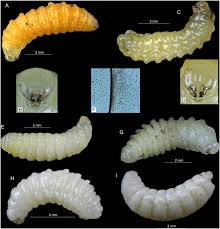 Attēlu rezultāti vaicājumam “Nymphalis xanthomelas larva”