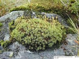 Attēlu rezultāti vaicājumam “Pogonatum urnigerum macro”