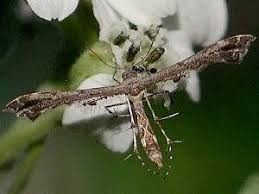 Attēlu rezultāti vaicājumam “Platyptilia sp.”