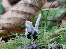 Attēlu rezultāti vaicājumam “Xylaria hypoxylon”