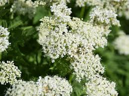 Image result for Myrrhis odorata