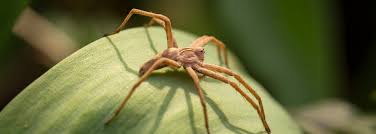Image result for spider
