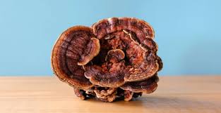 Attēlu rezultāti vaicājumam “Ganoderma lucidum”