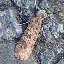 Attēlu rezultāti vaicājumam “Yponomeuta evonymella imago”