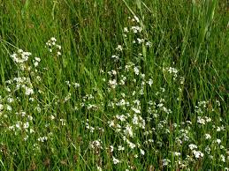 Attēlu rezultāti vaicājumam “Galium uliginosum”