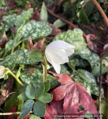Attēlu rezultāti vaicājumam “Helleborus niger flower”