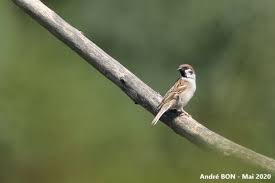 Image result for Passer montanus