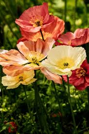 Image result for Papaver nudicaule