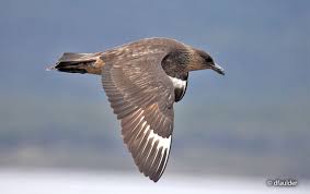 Image result for Stercorarius skua