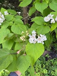 Attēlu rezultāti vaicājumam “Catalpa ovata flower”