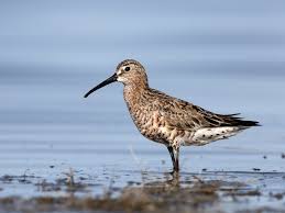 Attēlu rezultāti vaicājumam “Calidris ferruginea”
