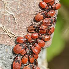 Attēlu rezultāti vaicājumam “Pyrrhocoris apterus”