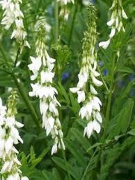 Attēlu rezultāti vaicājumam “Galega orientalis fruit”