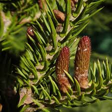 Attēlu rezultāti vaicājumam “Abies balsamea”