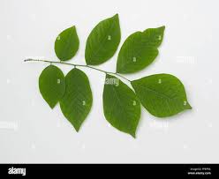 Attēlu rezultāti vaicājumam “Cladrastis kentukea leaf”