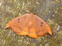 Attēlu rezultāti vaicājumam “Watsonalla binaria”