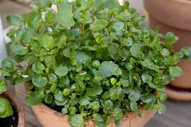 Image result for Brunnenkresse