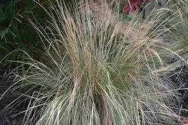 Attēlu rezultāti vaicājumam “Najas tenuissima leaf”