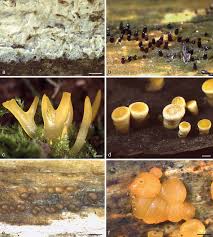 Attēlu rezultāti vaicājumam “Arcyria, Heterotrichia sp.”