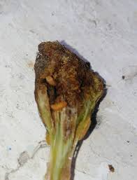 Attēlu rezultāti vaicājumam “Lasioptera rubi larva”